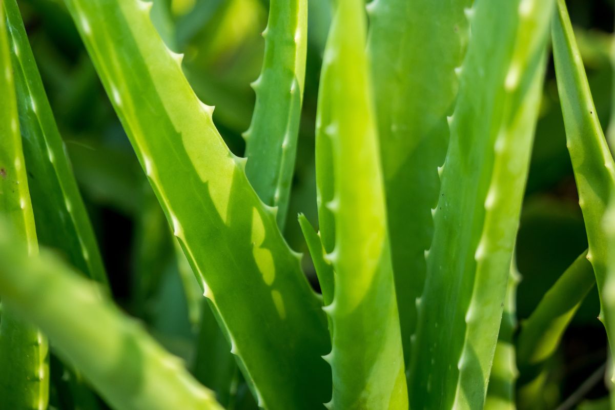 Benefits of Aloe Vera for Skin