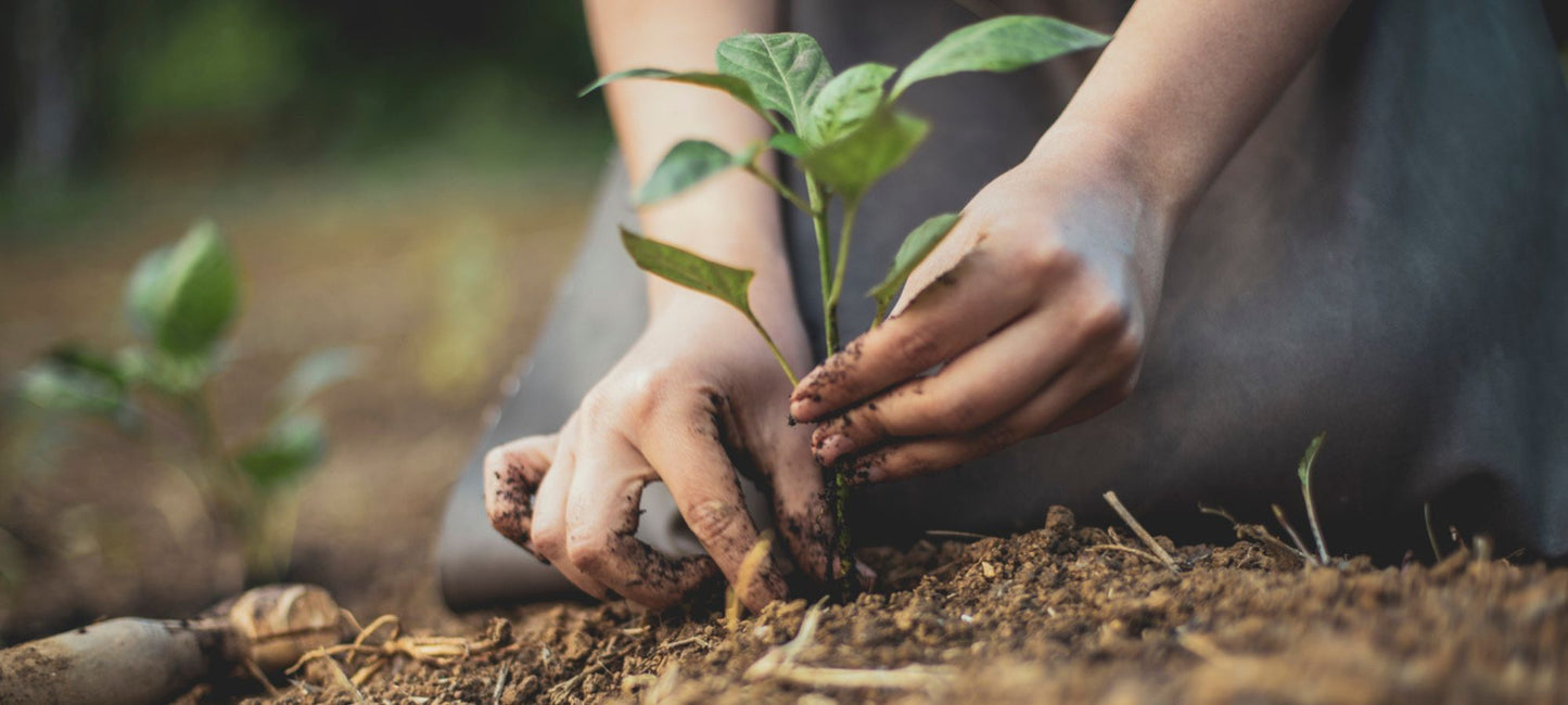 How to protect your hands while gardening