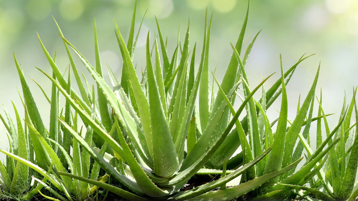 Benefits of Aloe Vera for Skin