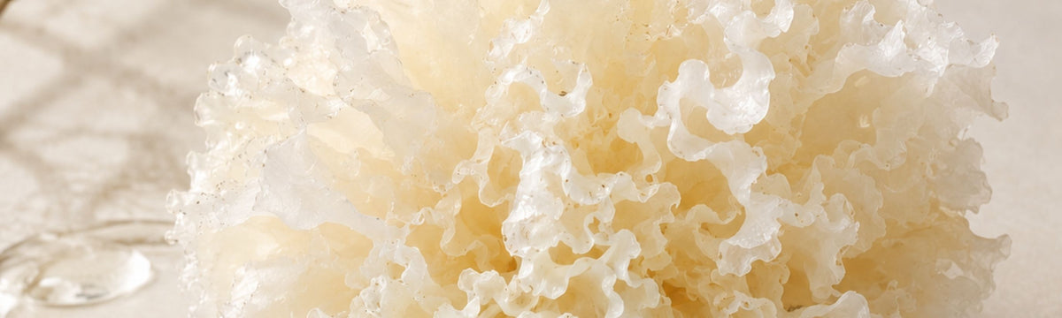 Close-up of white snow mushroom
